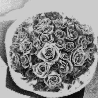 Roses - Cut Flower