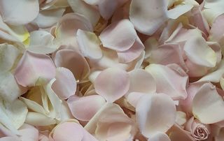 Rose petals