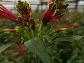 Alstroemeria psittacina - rare variety