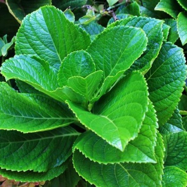 Hydrangea - Cut Foliage