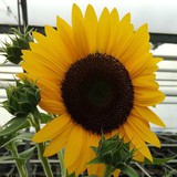 Bee-Friendly Sunflowers