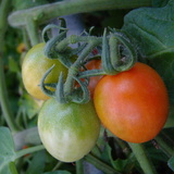 Growing Tomatoes