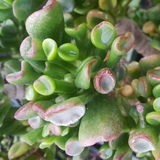 We can grow your unique Succulents