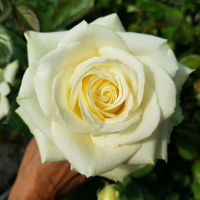 Wintery whites Bouquet