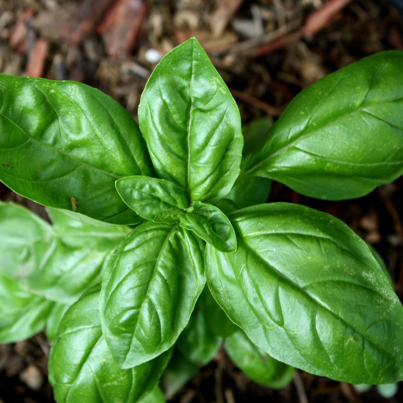 Fresh Sweet Basil leaves - 20gm