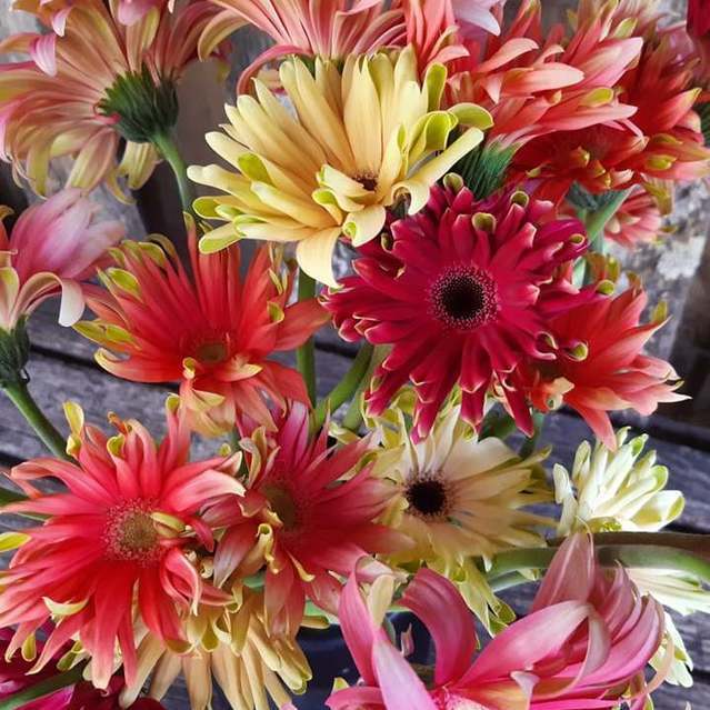 New Release Pastini Gerbera cut flowers