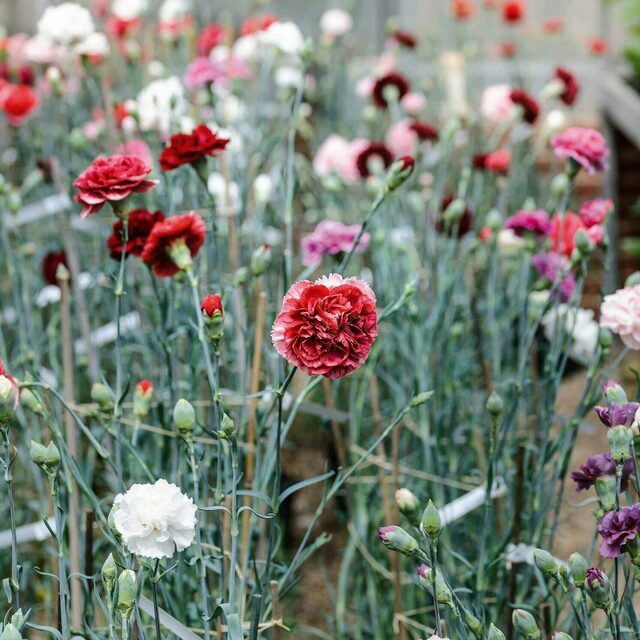Carnation plants mixed colours