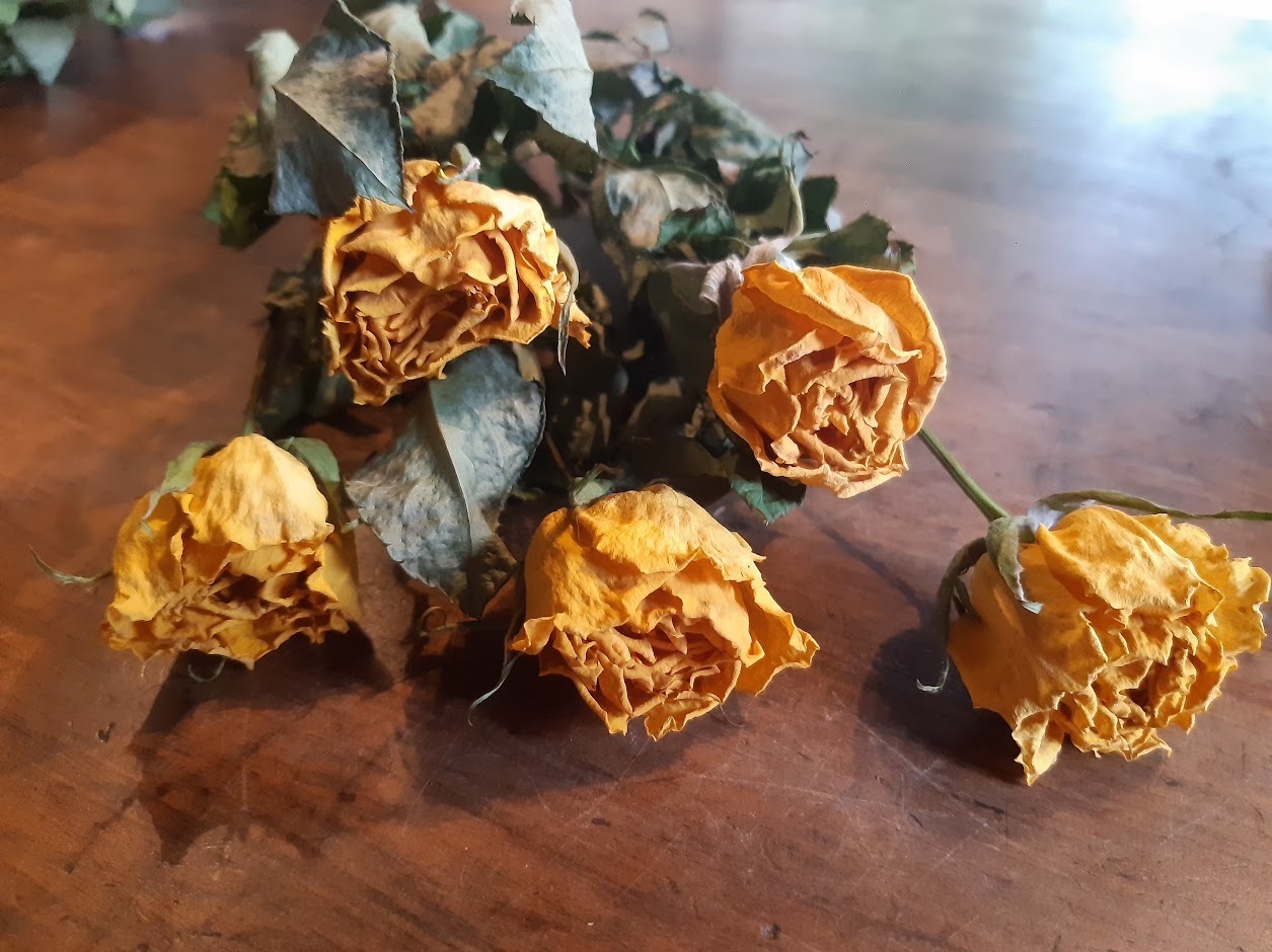 Dried Roses