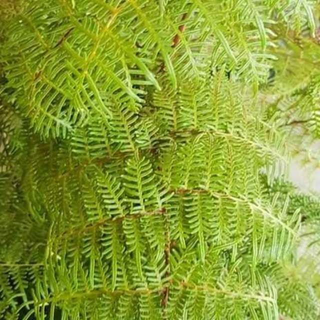 Bracken Fern - Fresh-Cut Foliage