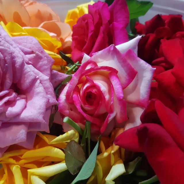 Fresh Edible Rose Petals