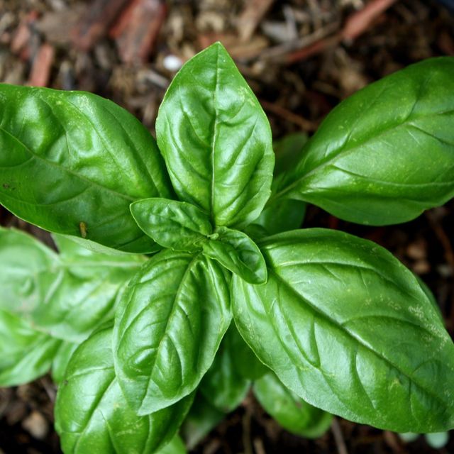 Fresh Sweet Basil leaves - 20gm