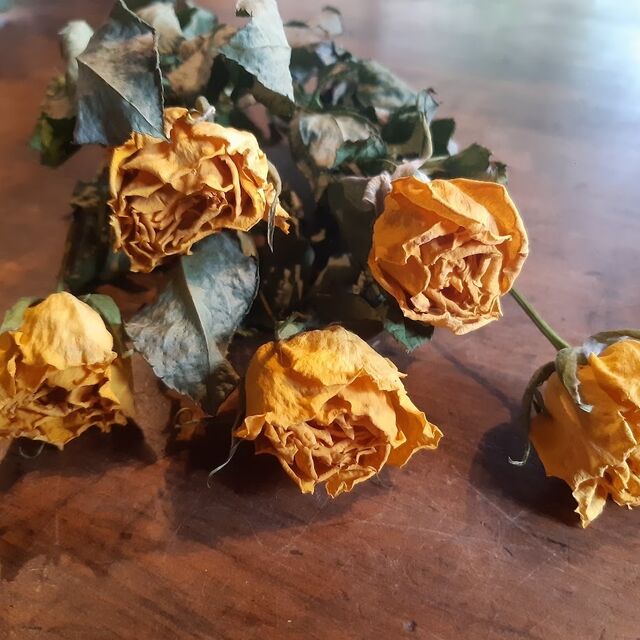 Dried Roses