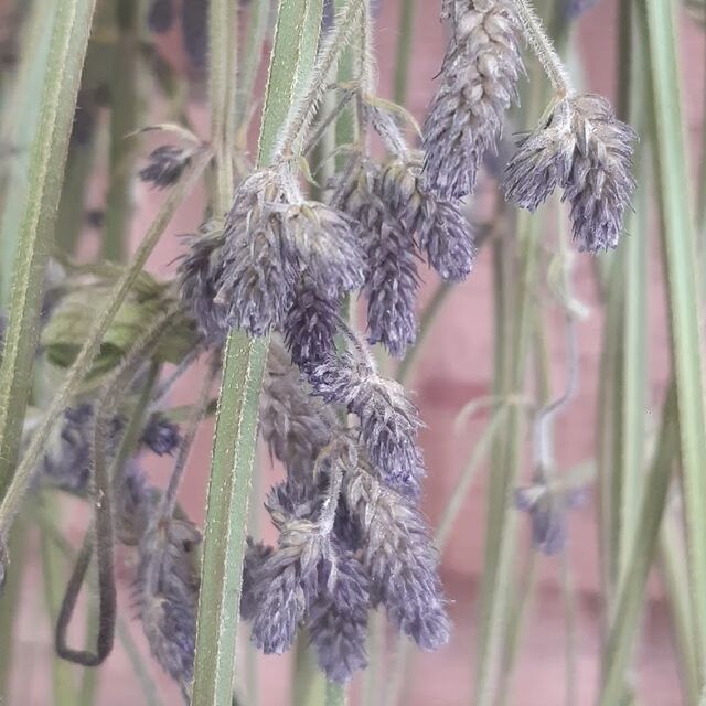 Dried Verbena bonariensis