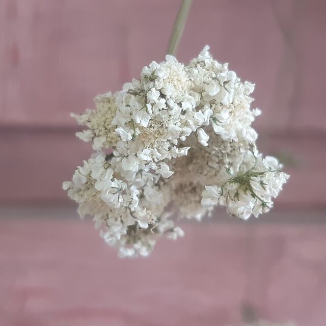 Queen Annes Lace