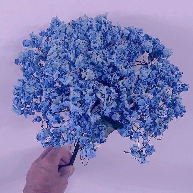 Dried Blue Hydrangea
