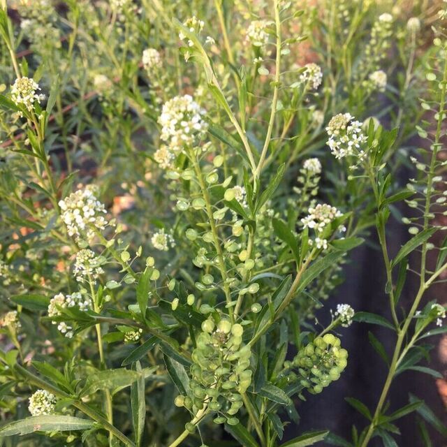 Pennycress