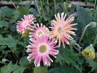Gerbera & Seasonal Pick